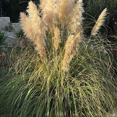Sasà