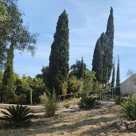 Sasa Φισκάρδο